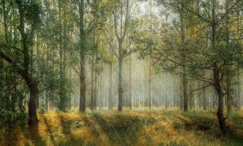 La filière bois et l’environnement