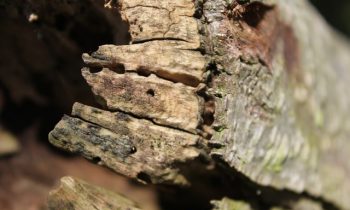 Prévenir et traiter les maladies du bois