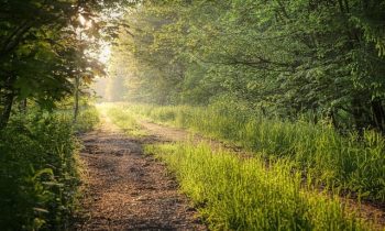Les missions de gestion du technicien forestier