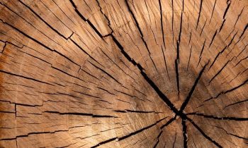 Very Wood Métiers 2025, le salon des métiers du Bois